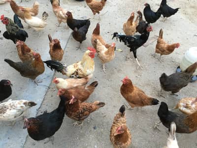 Desi murghian andon wali for sale