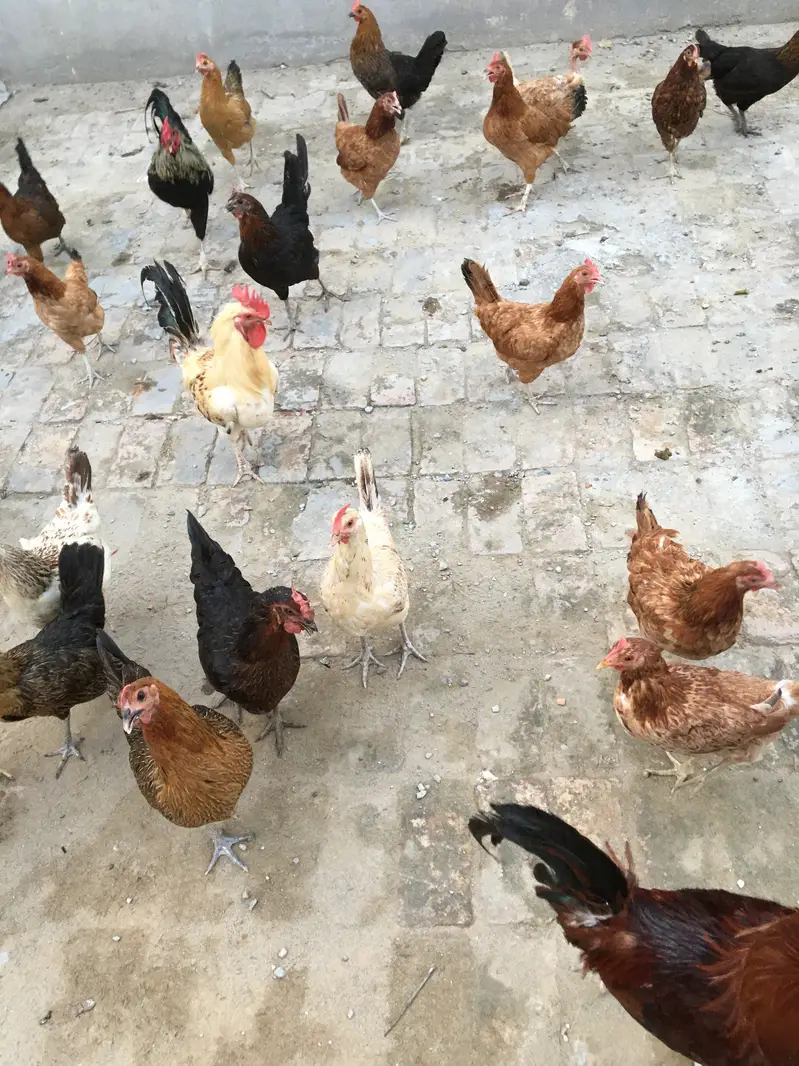 Desi murghian andon wali for sale — photo 2