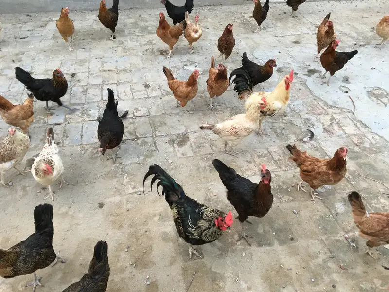 Desi murghian andon wali for sale — photo 3