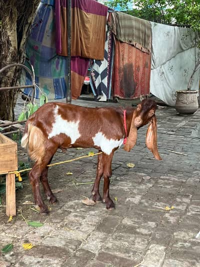 Bakra