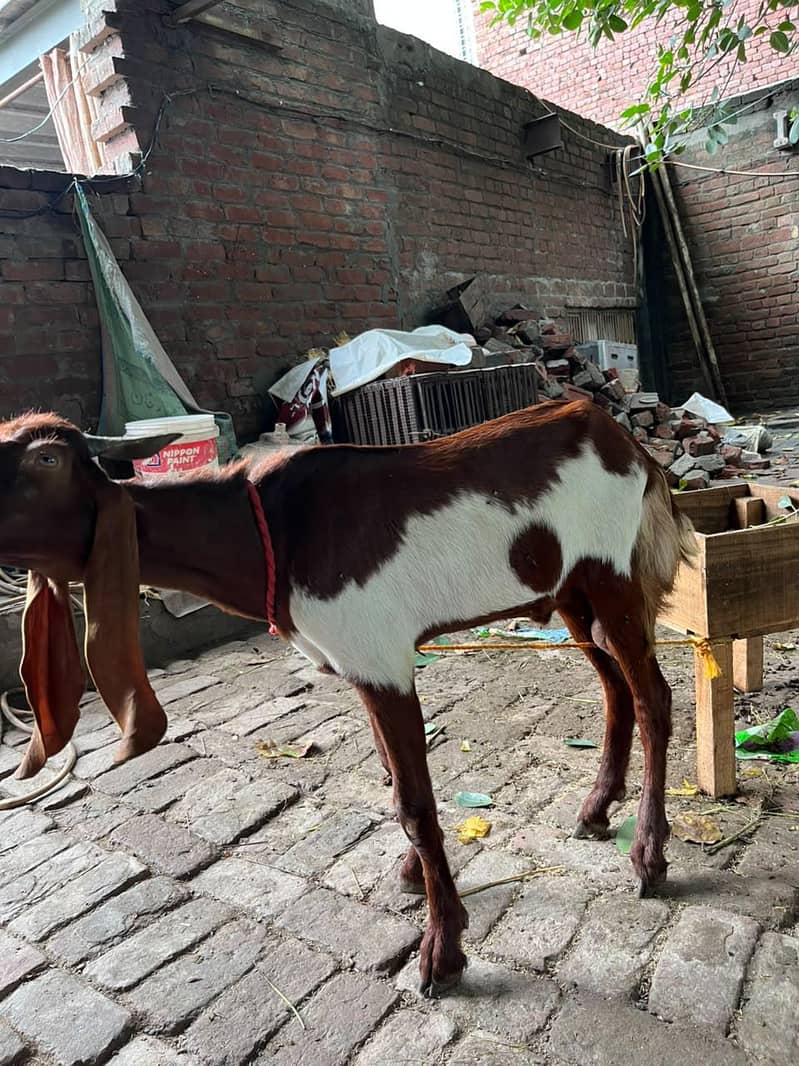 Desi Bakra 1