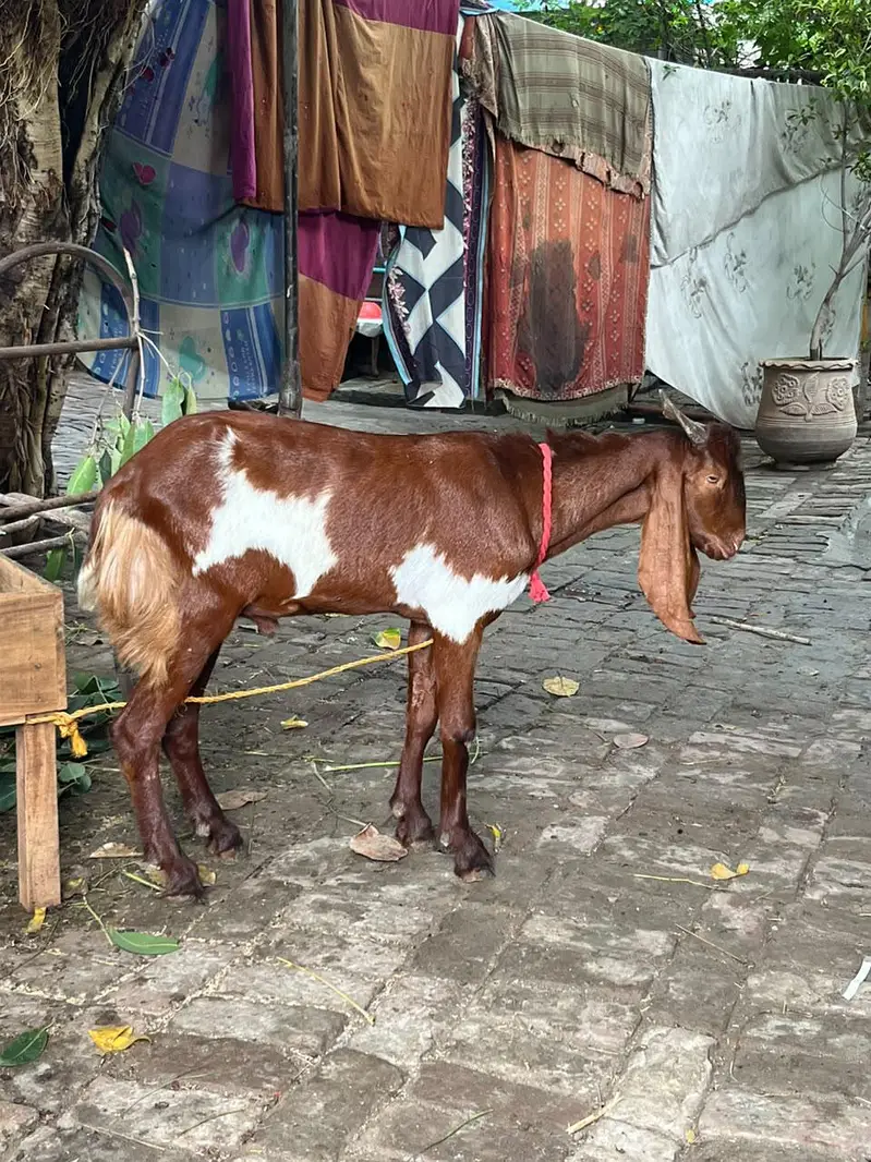 Desi Bakra — photo 3