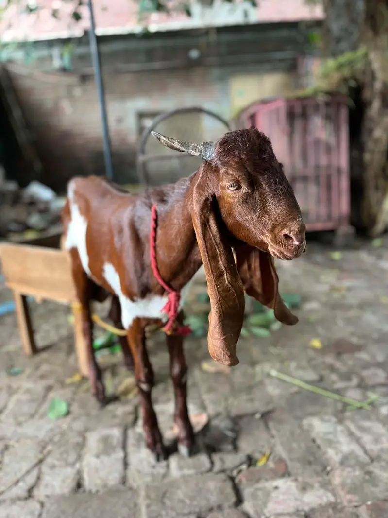 Desi Bakra — photo 4