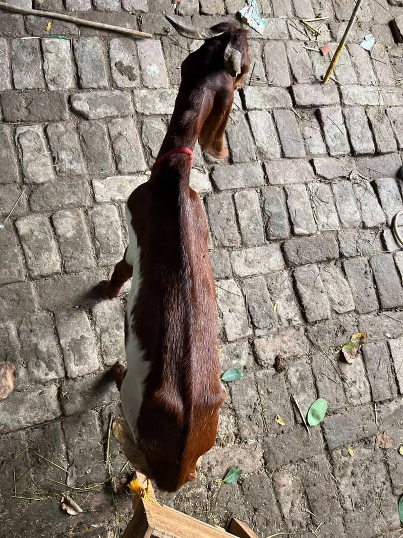 Desi Bakra 4