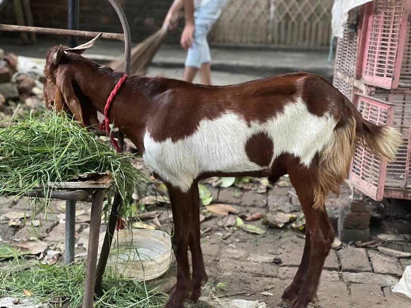 Desi Bakra 5
