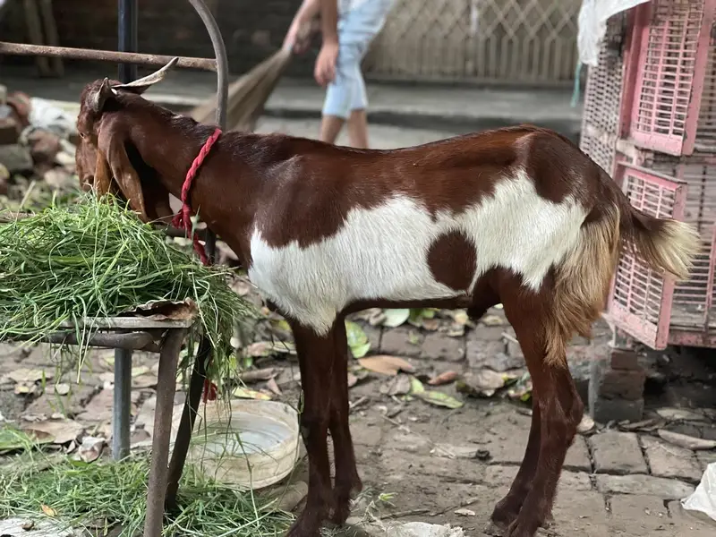 Desi Bakra — photo 6