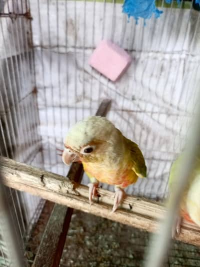 pineapple conure