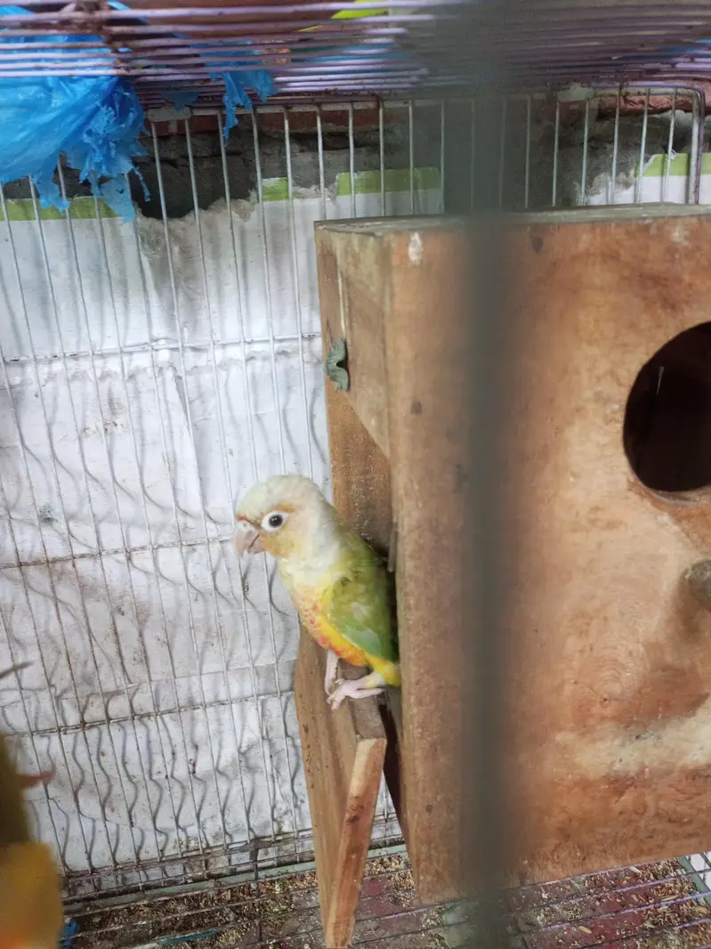pineapple conure — photo 2
