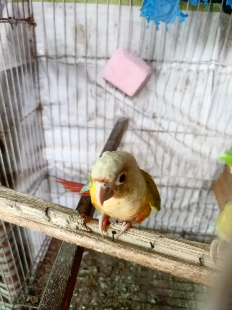 pineapple conure — photo 3
