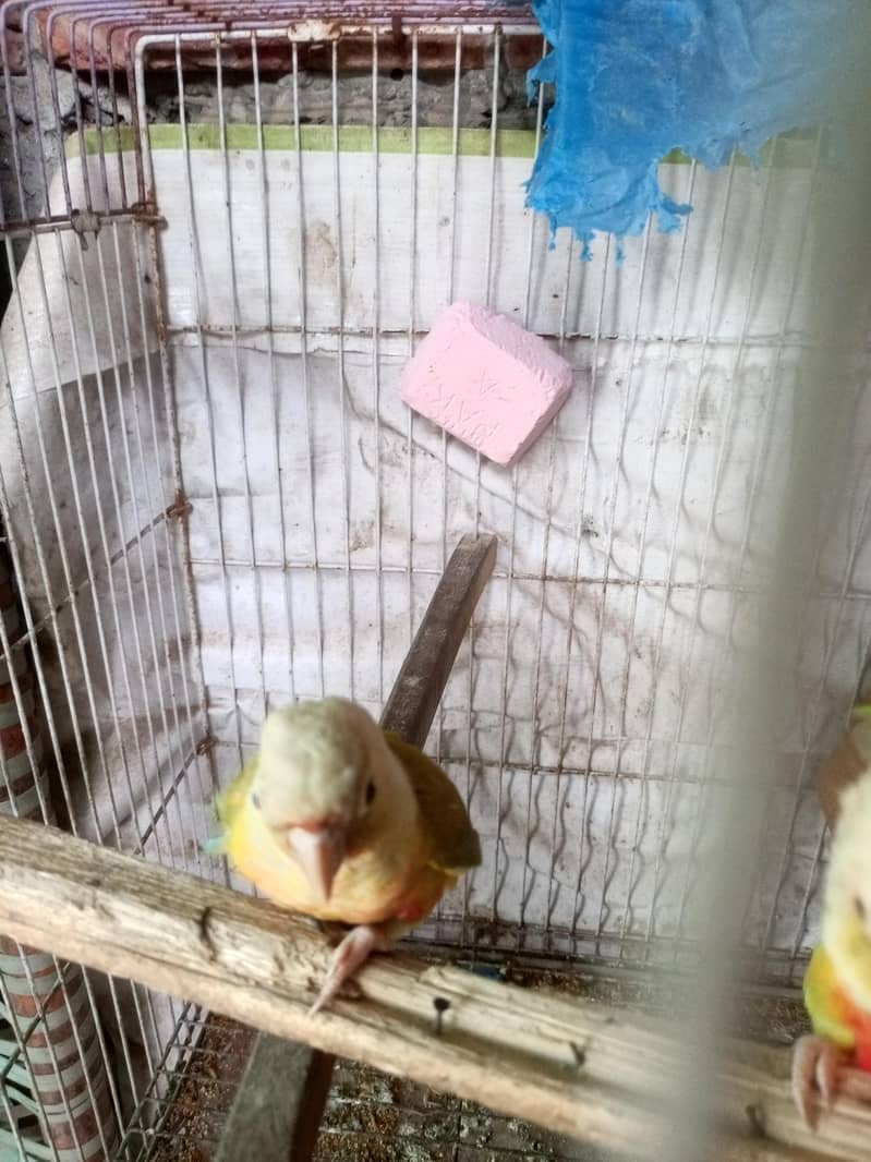 pineapple conure 3