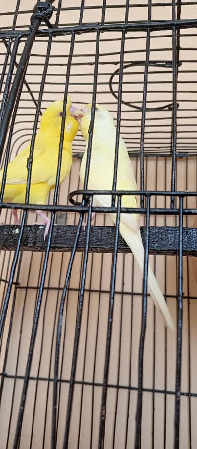 Crested male