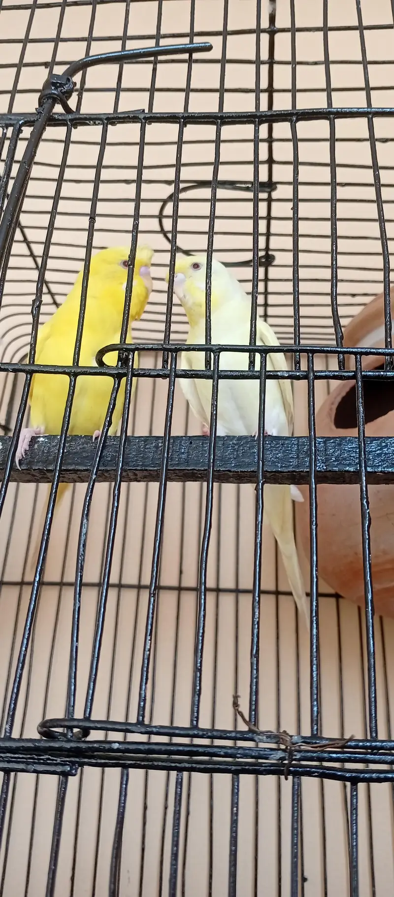 Crested male — photo 2