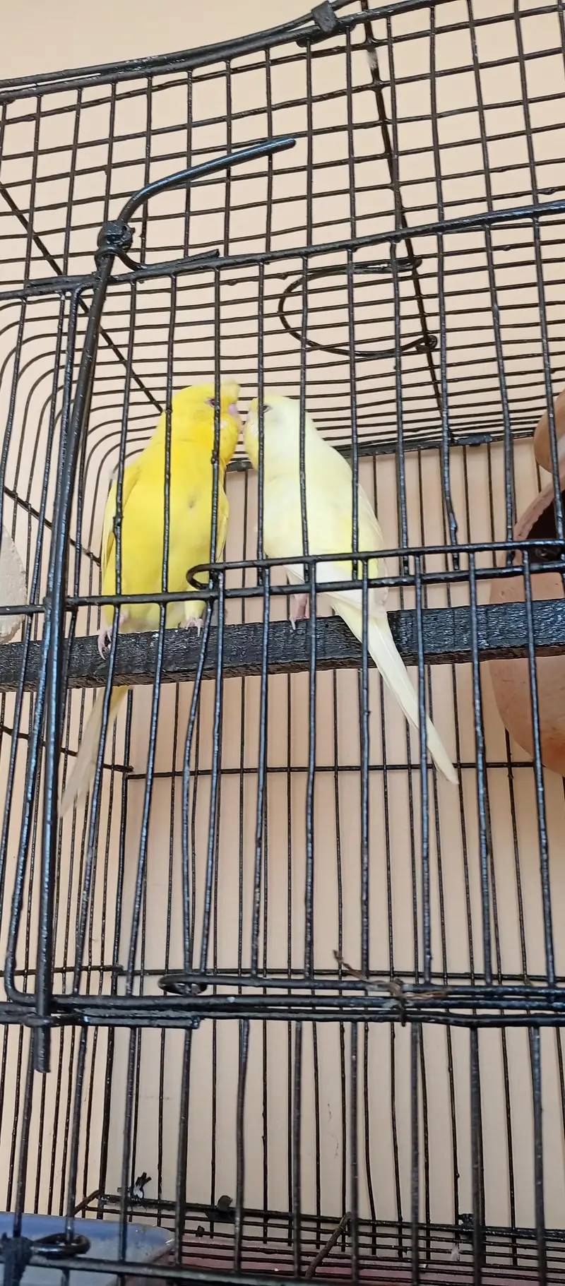 Crested male — photo 3