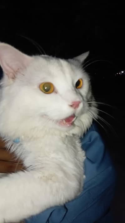 Turkey Angora male cat. . .