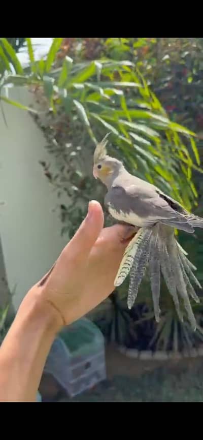 Hand Tamed Cockatiel & Conure Birds for Sale | Quality Pet Birds | Kar