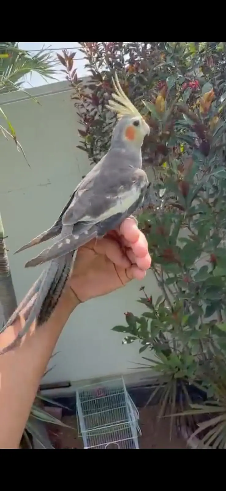 Hand Tamed Cockatiel & Conure Birds for Sale | Quality Pet Birds | Kar — photo 2