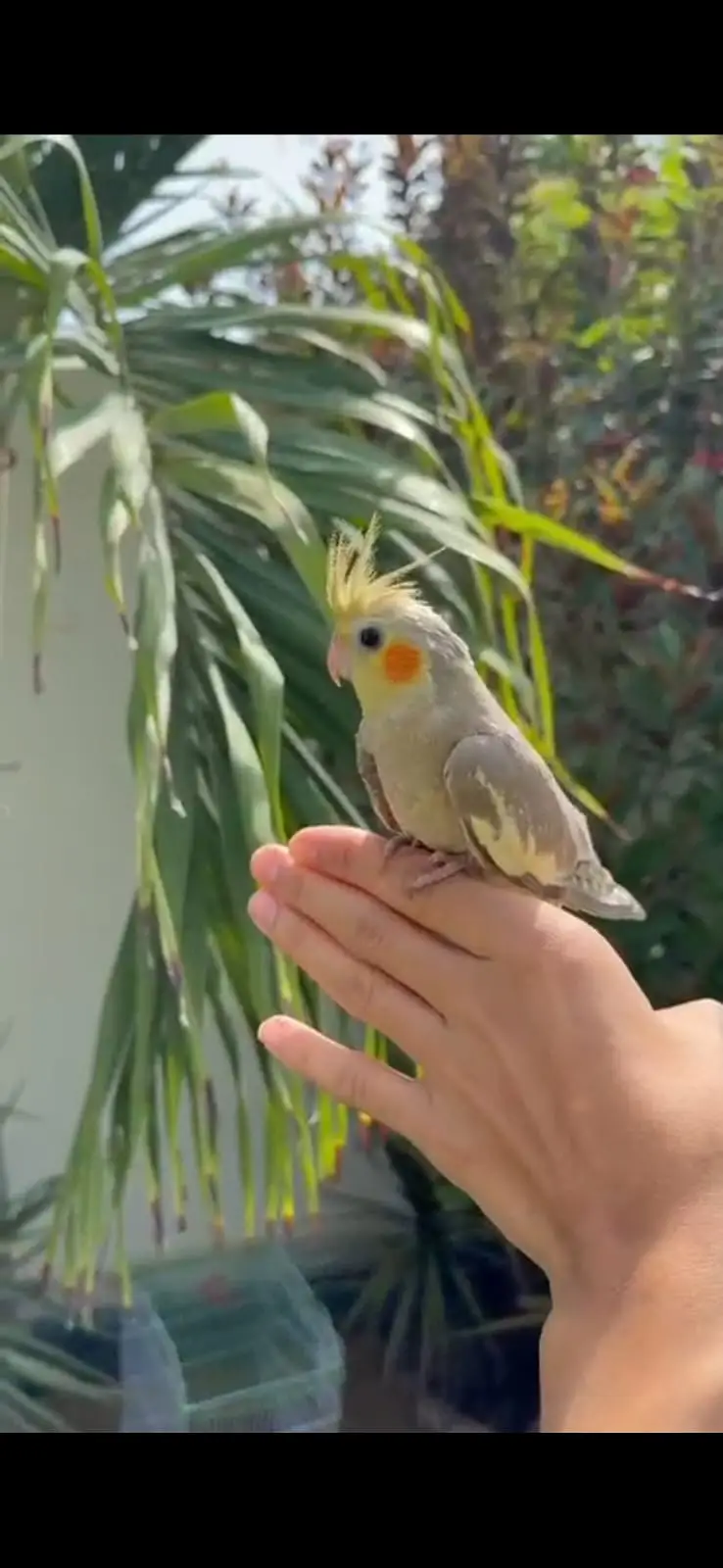 Hand Tamed Cockatiel & Conure Birds for Sale | Quality Pet Birds | Kar — photo 3