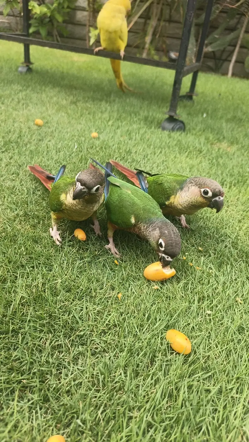 Hand Tamed Cockatiel & Conure Birds for Sale | Quality Pet Birds | Kar — photo 4