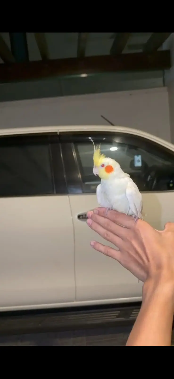 Hand Tamed Cockatiel & Conure Birds for Sale | Quality Pet Birds | Kar — photo 5