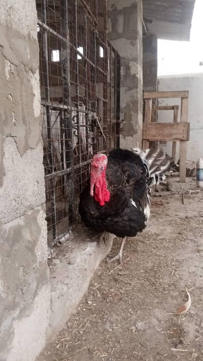2 Turkey Male