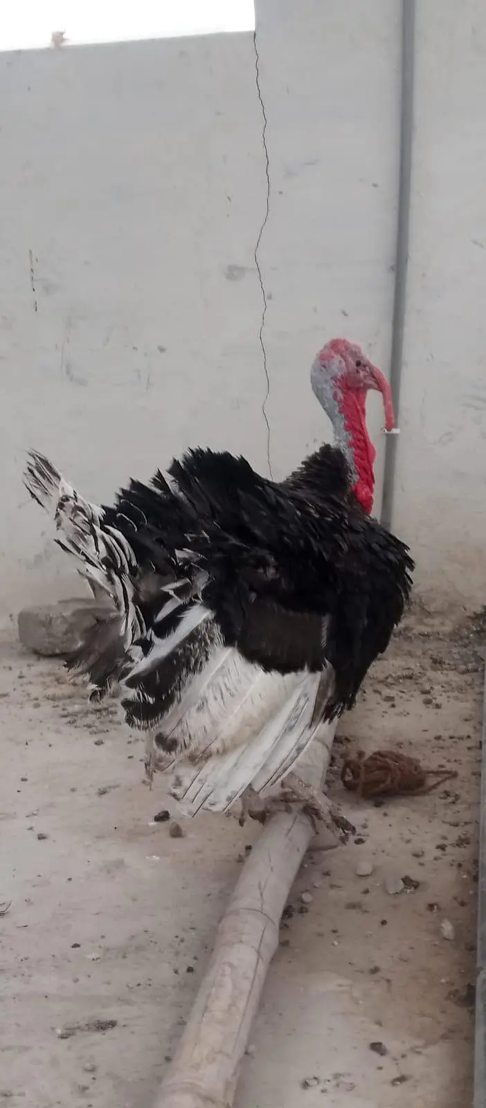 2 Turkey Male — photo 2