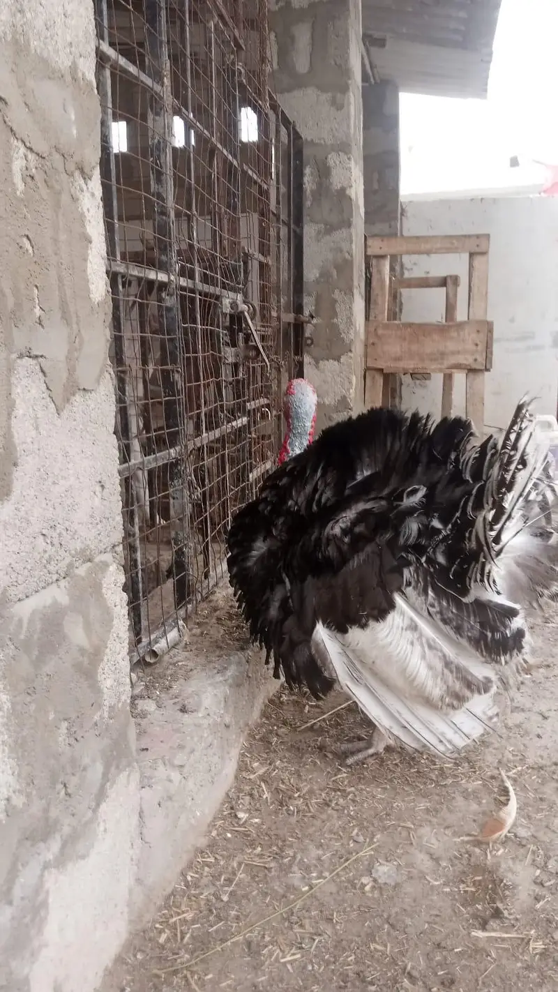 2 Turkey Male — photo 3