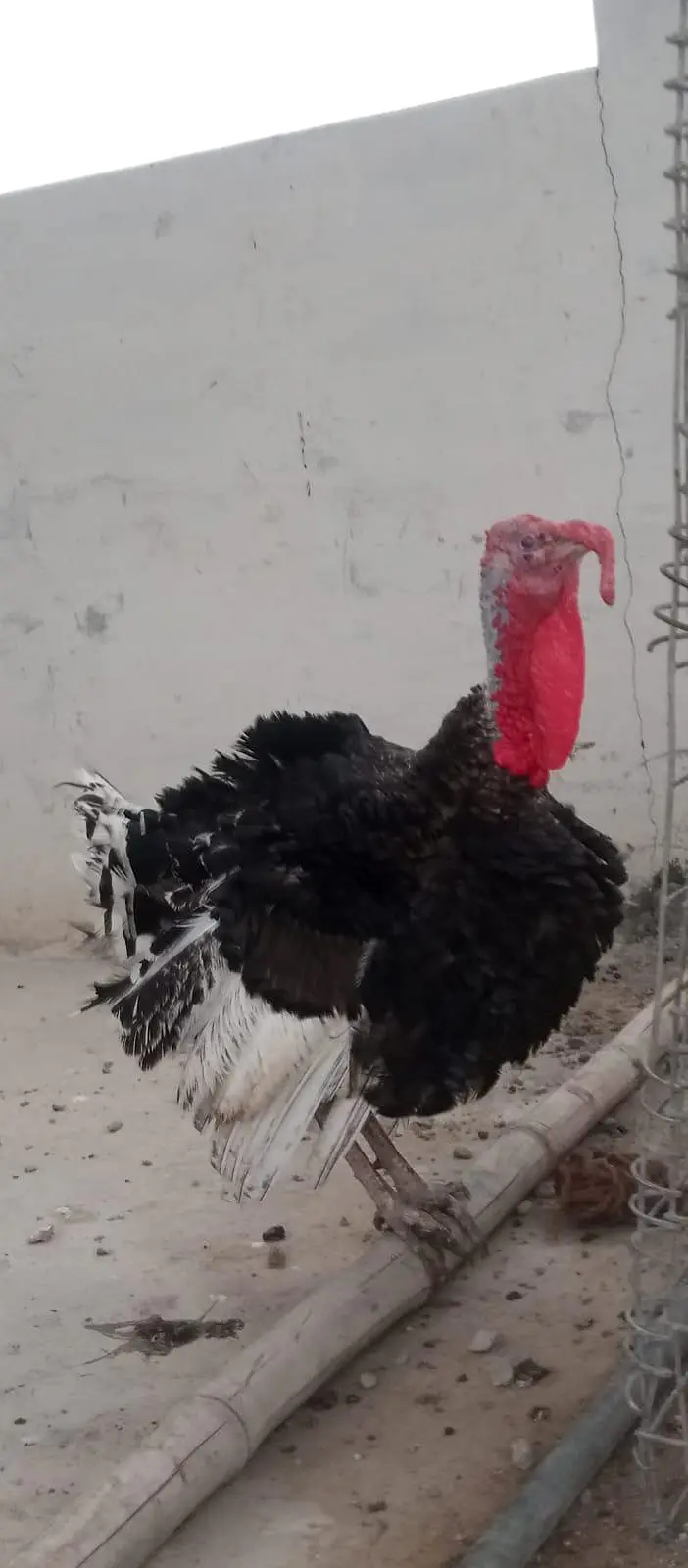 2 Turkey Male — photo 4