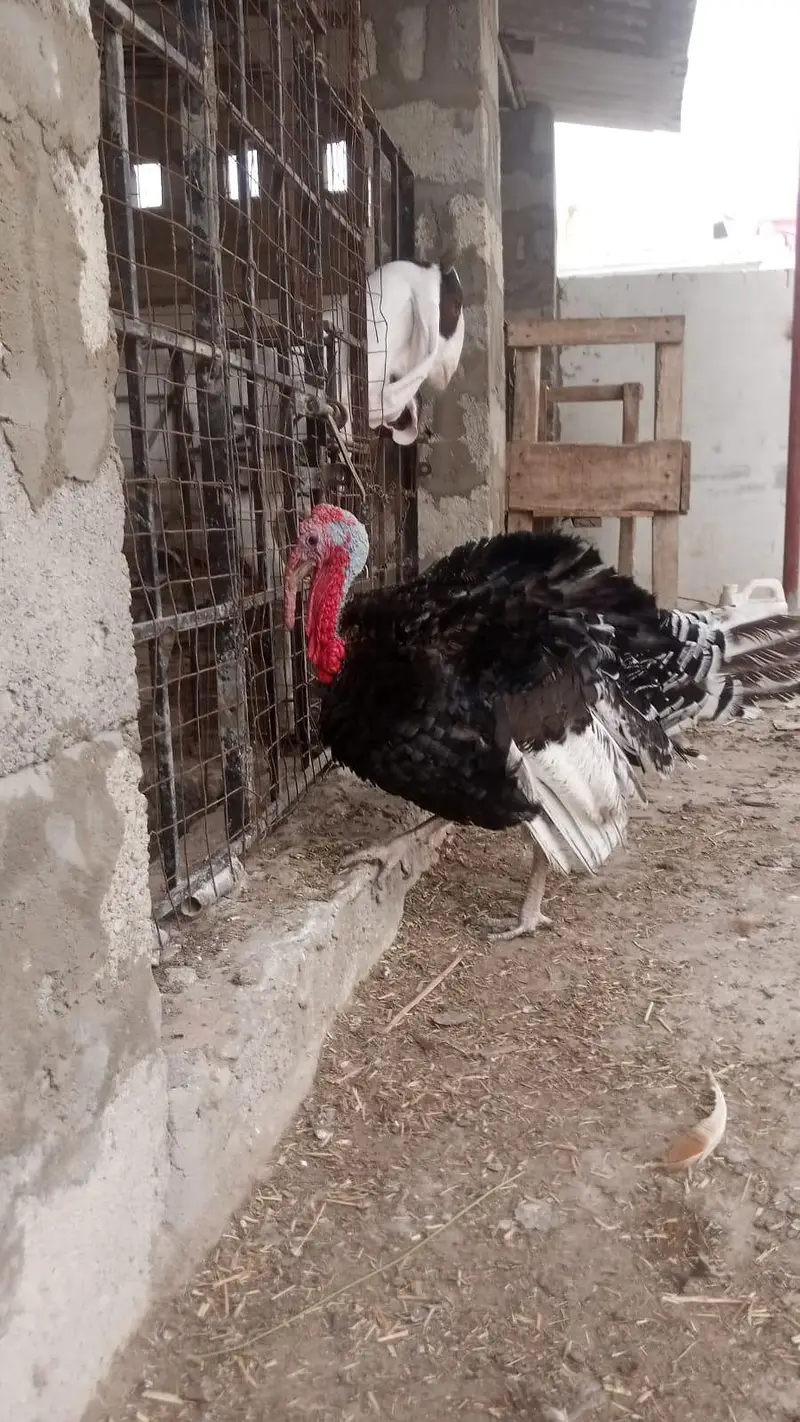 2 Turkey Male — photo 5