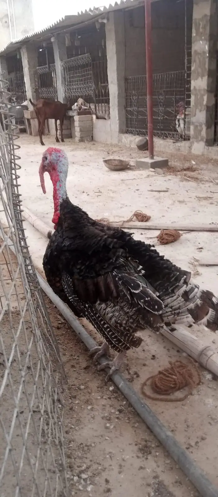 2 Turkey Male — photo 6