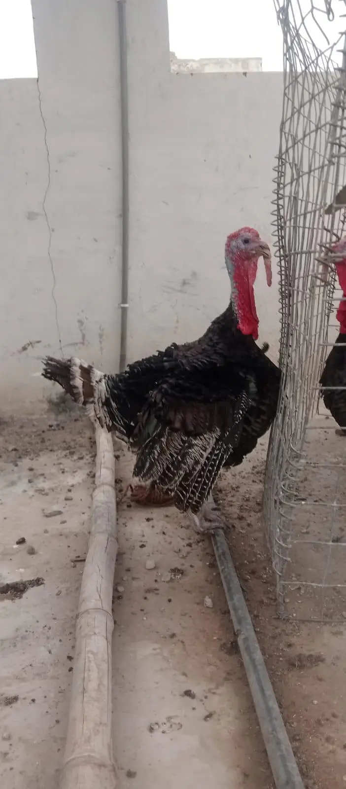 2 Turkey Male — photo 7