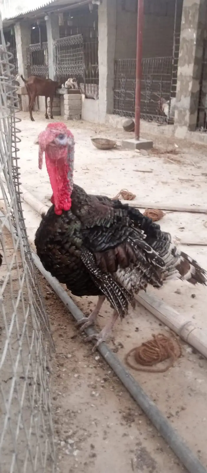 2 Turkey Male — photo 8