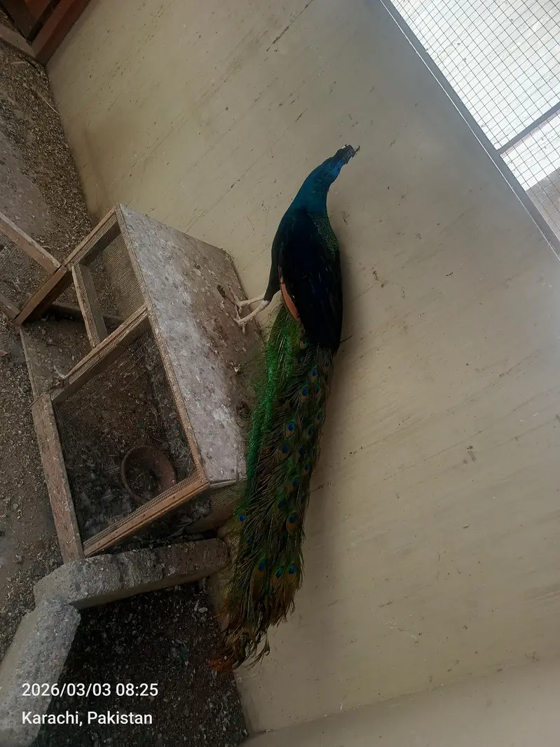healthy and active — photo 2