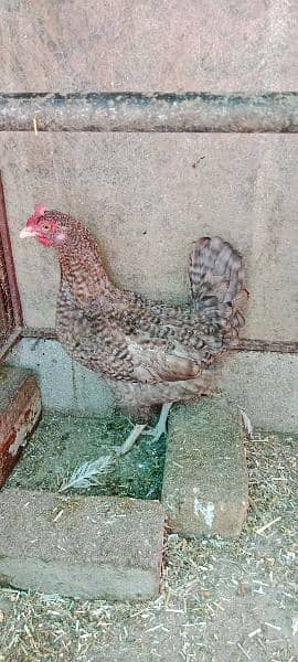 egg lying healthy nd active hens