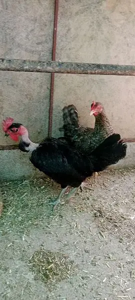 egg lying healthy nd active hens 1800*2 =3600 — photo 2