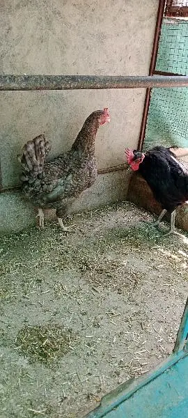 egg lying healthy nd active hens 1800*2 =3600 — photo 3