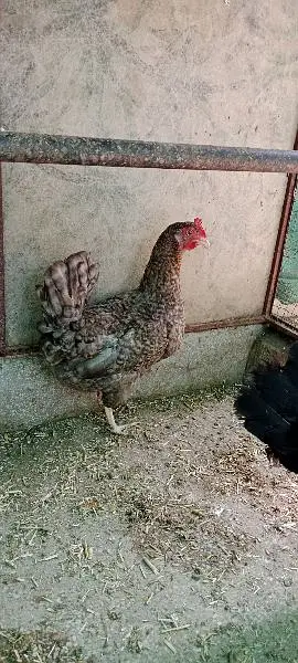 egg lying healthy nd active hens 1800*2 =3600 — photo 4