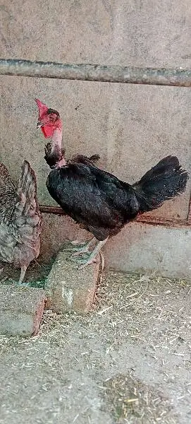 egg lying healthy nd active hens 1800*2 =3600 — photo 5