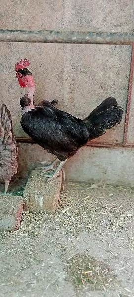 egg lying healthy nd active hens 1800*2 =3600 — photo 6