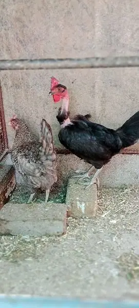 egg lying healthy nd active hens 1800*2 =3600 — photo 7
