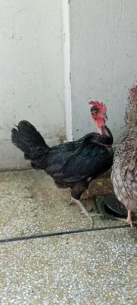 egg lying healthy nd active hens 1800*2 =3600 — photo 8
