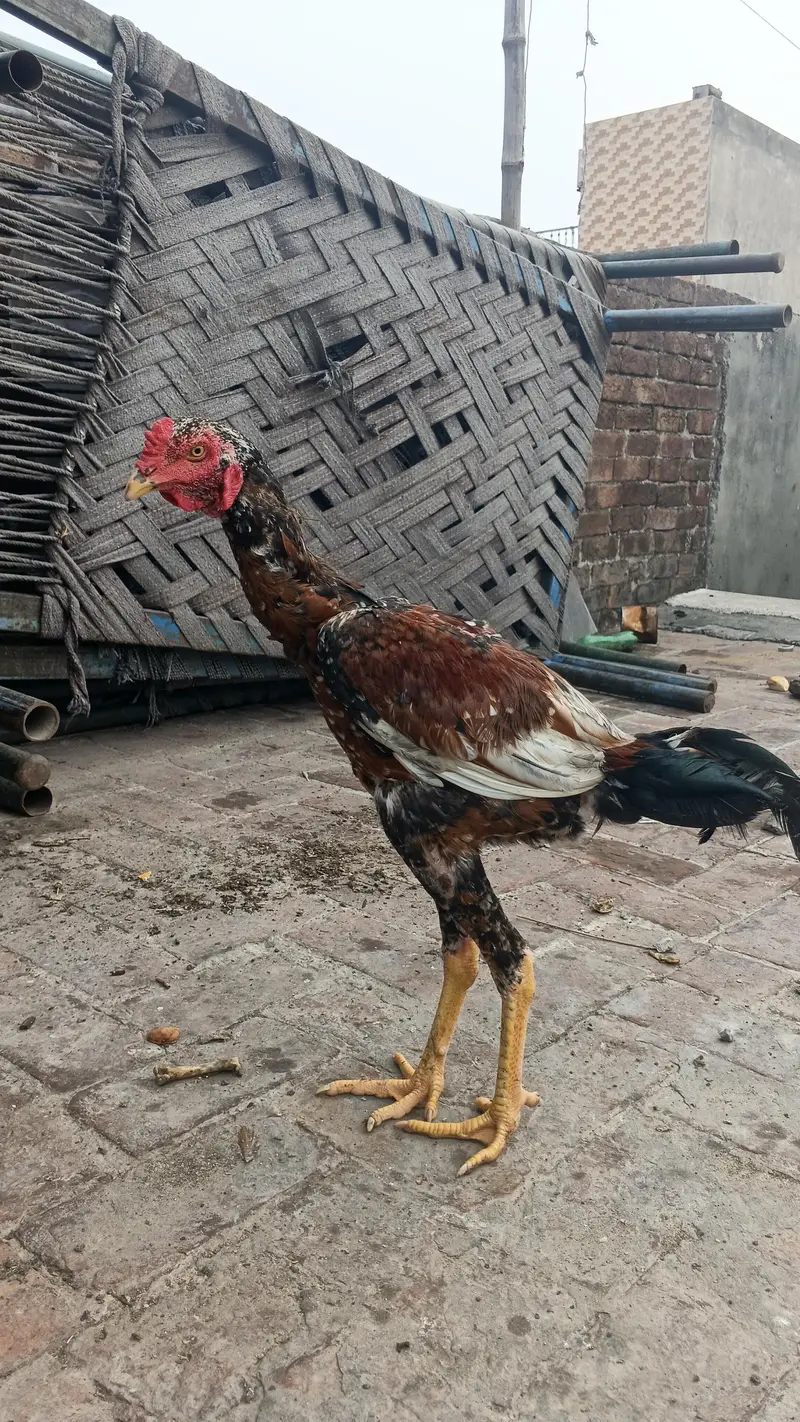 pure home breed murga — photo 2