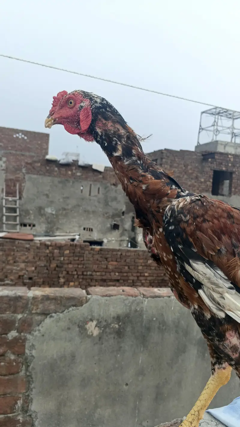 pure home breed murga — photo 4