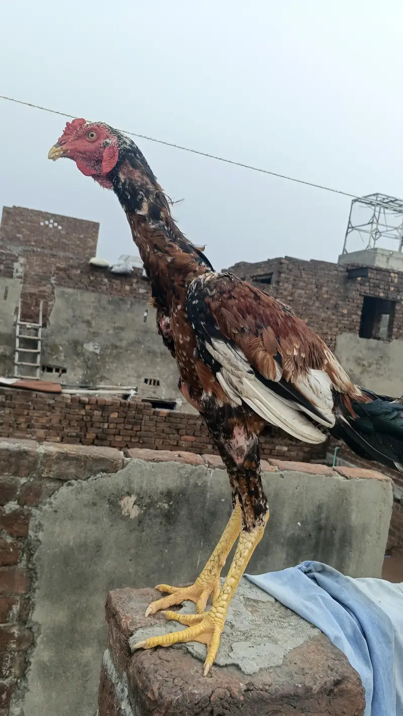 pure home breed murga — photo 5