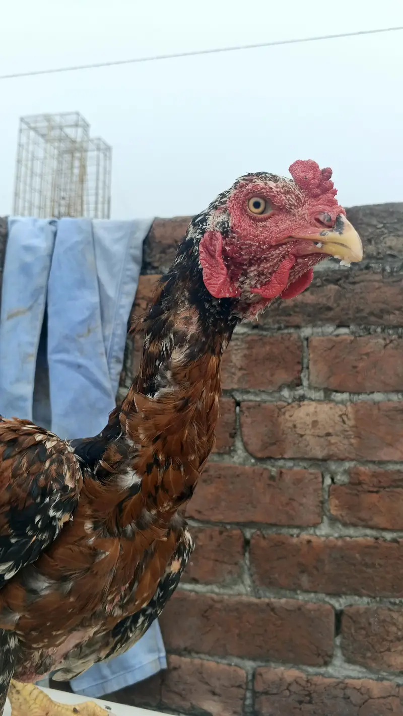 pure home breed murga — photo 6