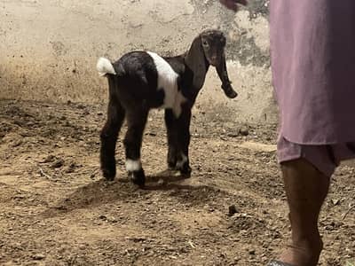 Goat baby