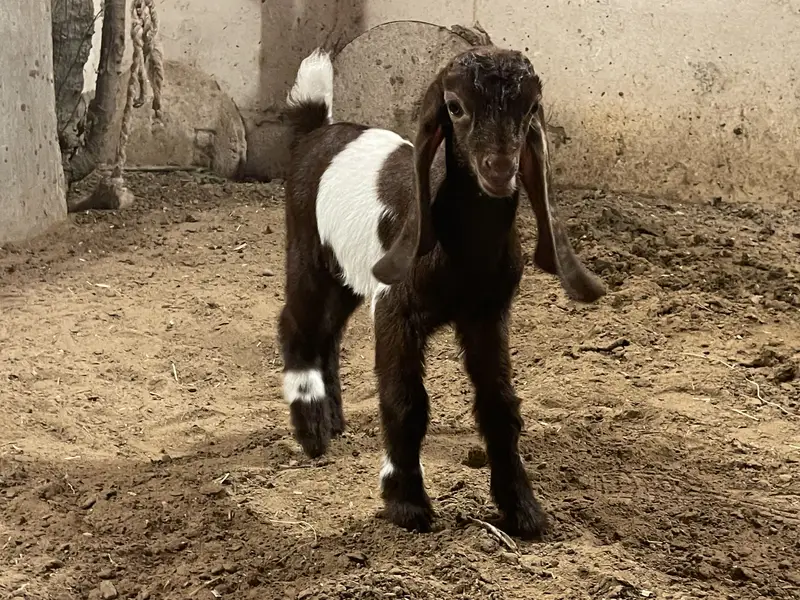 Goat baby — photo 2