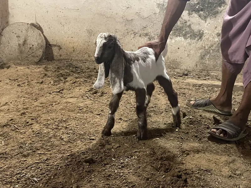 Goat baby — photo 3