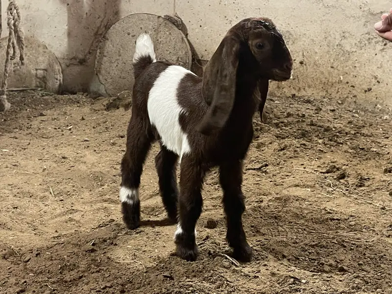 Goat baby — photo 4