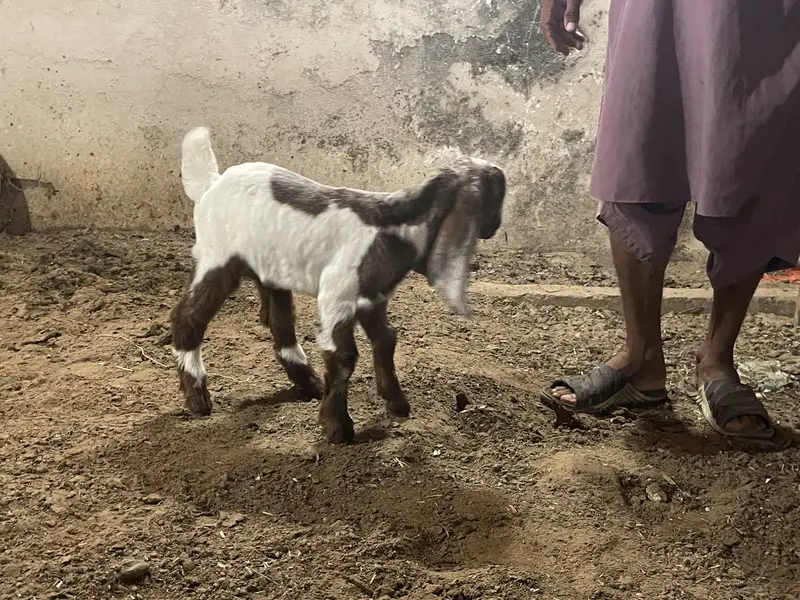 Goat baby — photo 5