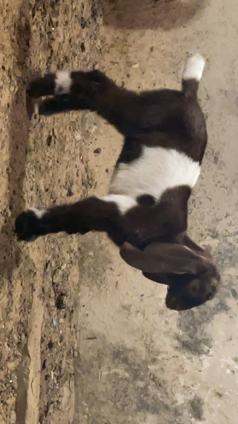 Goat baby — photo 6